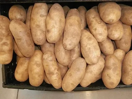 تصویر 4 از فروش ویژه + قیمت استثنایی سیب زمینی عمده